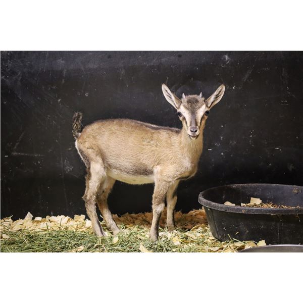 Bottle Baby Kri Kri Ibex