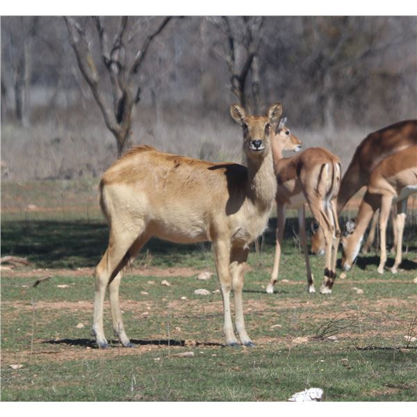 Mossy Rock Ranch: 0.2 Mature Nile Lechwe