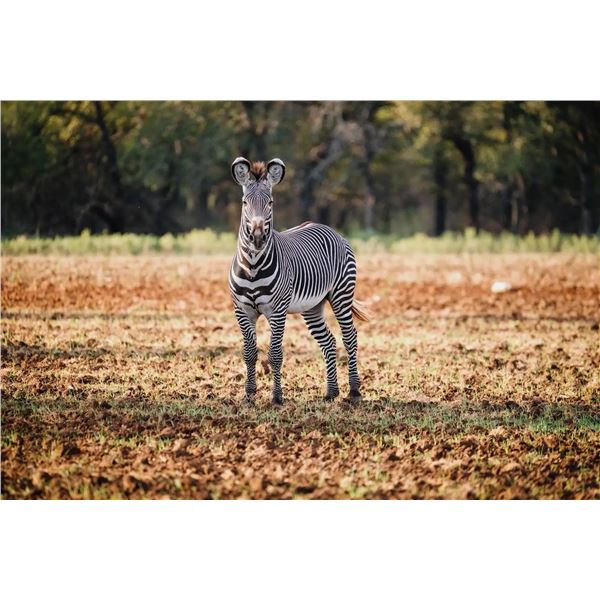 Mossy Rock Ranch: 0.1 Grevy's Zebra