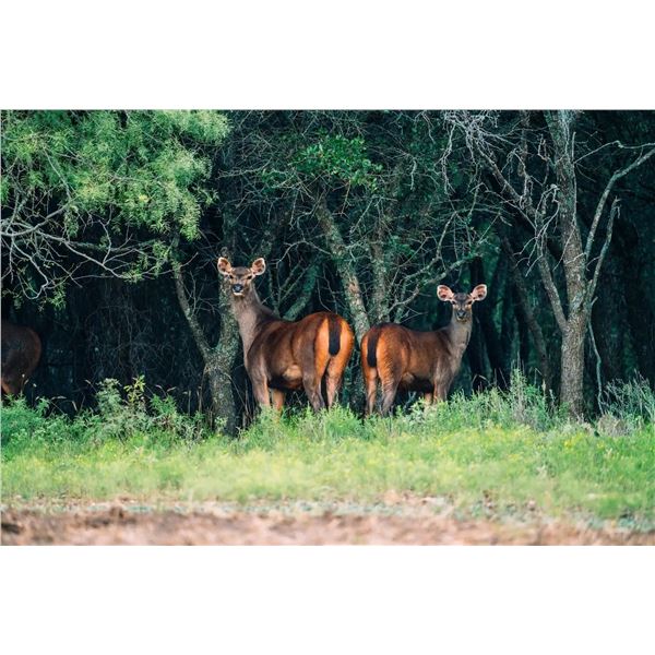 Mossy Rock Ranch: 0.2 Mature Sambar