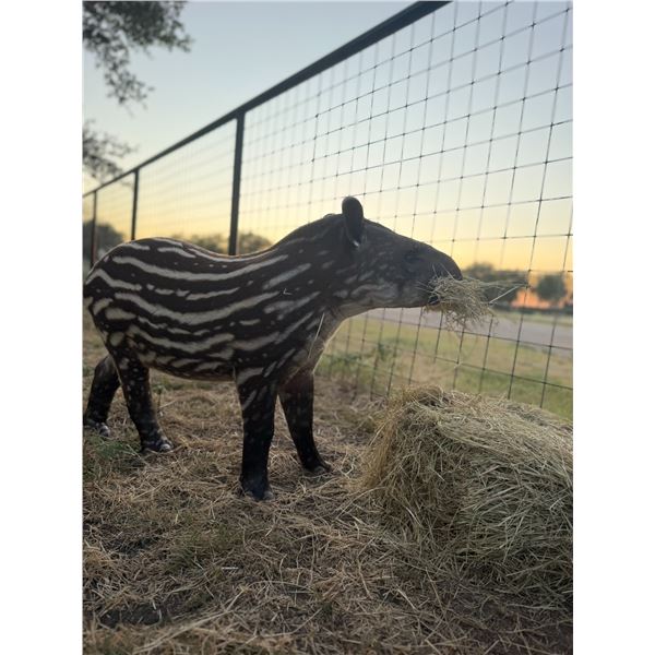 Infinity Exotics: 0.1 Lowland Tapir