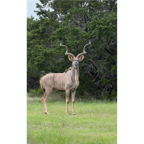 Infinity Exotics: 1.0 Kudu