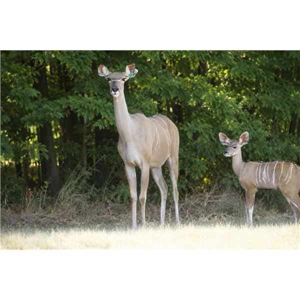 Infinity Exotics: 0.1 Kudu