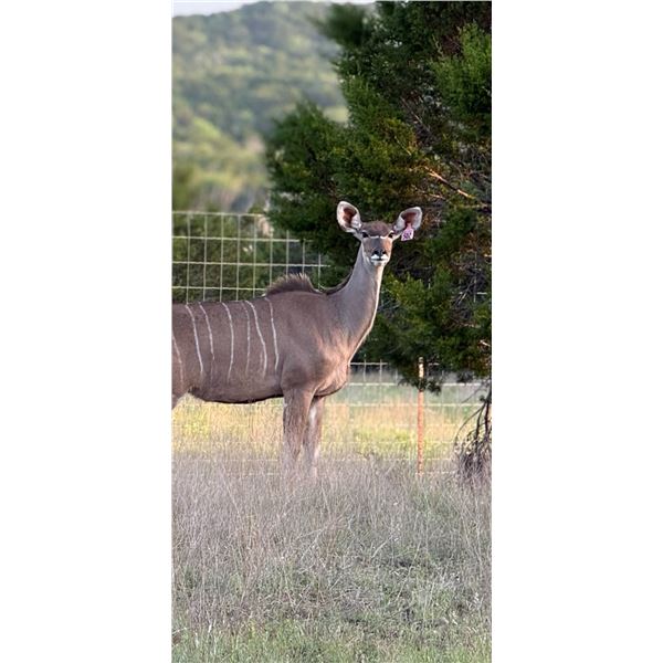 Infinity Exotics: 0.1 Kudu