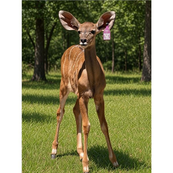J Bar J & Kangaroo Creek: 0.1 Kudu