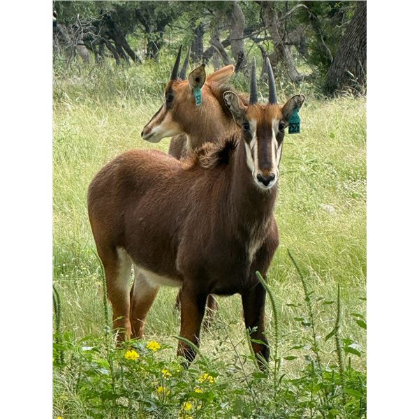 J Bar J & Kangaroo Creek: 0.1 Sable