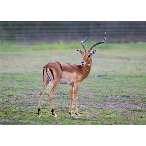 J Bar J & Kangaroo Creek: 0.1 Impala