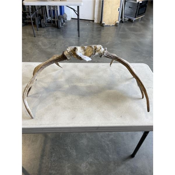 ANTLER RACK