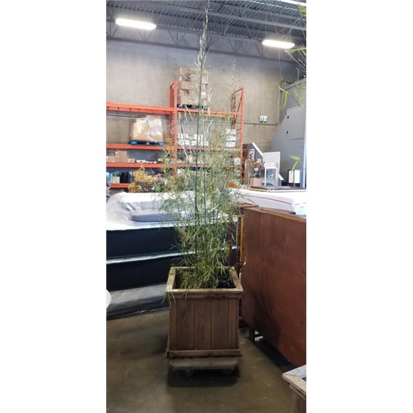BAMBOO PLANT IN WOODEN PLANTER BOX. 22" X 22