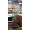 Image 1 : BAMBOO PLANT IN WOODEN PLANTER BOX. 22" X 22