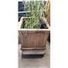 Image 2 : BAMBOO PLANT IN WOODEN PLANTER BOX. 22" X 22