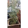 Image 4 : BAMBOO PLANT IN WOODEN PLANTER BOX. 22" X 22