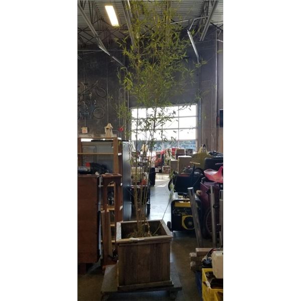 BAMBOO PLANT IN WOODEN PLANTER BOX. 22" X 22"