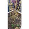 Image 4 : BAMBOO PLANT IN WOODEN PLANTER BOX. 22" X 22"