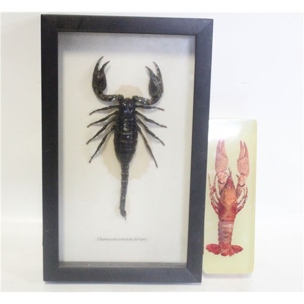 REAL ENCASED SCORPION AND CRAWFISH