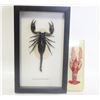 Image 1 : REAL ENCASED SCORPION AND CRAWFISH