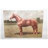 Image 1 : TWO VINTAGE MAN O WAR HORSE PICTURES