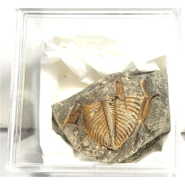 4) TRIBOLITE SPECIMEN IN DISPLAY BOX.