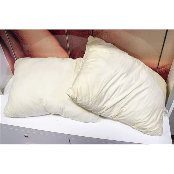 2 PACK OF SEALY SIMPLY COTTON PILLOWS QUEEN SIZE