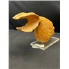 Image 4 : Hand Carved Big Wood Gold Fish