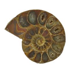 29.14ct Opalized Prehistoric Ammonite Jewelry Cut Half (GEM-22407)