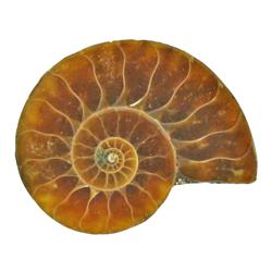 21.82ct Opalized Prehistoric Ammonite Jewelry Cut Half (GEM-22401)