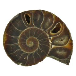 31.82ct Opalized Prehistoric Ammonite Jewelry Cut Half (GEM-22405)