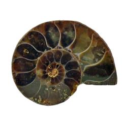 21.921ct Opalized Prehistoric Ammonite Jewelry Cut Half (GEM-22398)