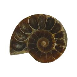 33.76ct Opalized Prehistoric Ammonite Jewelry Cut Half (GEM-22404)