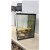 Image 9 : Exo Terra Terrarium, with Screen Top, Wood Branch, Skull, and Water Dishes, 24 × 18 × 18”