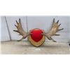 Image 1 : Moose Antlers, 36” Across, on Wooden Shield Plaque with Possession Permit