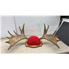 Image 4 : Moose Antlers, 36” Across, on Wooden Shield Plaque with Possession Permit