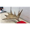 Image 5 : Moose Antlers, 36” Across, on Wooden Shield Plaque with Possession Permit