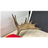 Image 6 : Moose Antlers, 36” Across, on Wooden Shield Plaque with Possession Permit