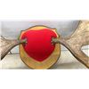 Image 7 : Moose Antlers, 36” Across, on Wooden Shield Plaque with Possession Permit