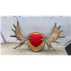 Image 8 : Moose Antlers, 36” Across, on Wooden Shield Plaque with Possession Permit