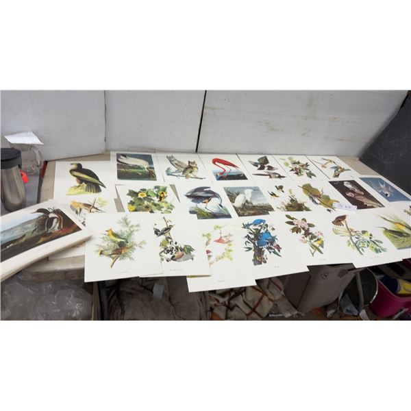 96 Vintage Audubon-Style Bird Prints, 9” x 12”, With Description on Back of Each Print