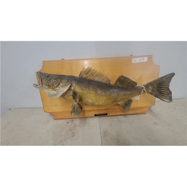 Taxidermy Walleye (Sander Vitreus) Mount on Wooden Plaque 28”