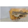 Image 2 : Taxidermy Walleye (Sander Vitreus) Mount on Wooden Plaque 28”