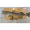 Image 3 : Taxidermy Walleye (Sander Vitreus) Mount on Wooden Plaque 28”