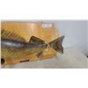 Image 4 : Taxidermy Walleye (Sander Vitreus) Mount on Wooden Plaque 28”