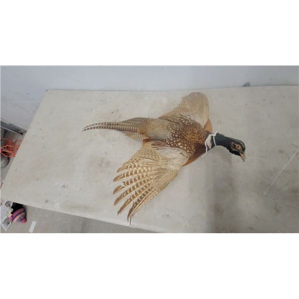 Taxidermy Ring-Necked Pheasant Mount on Circular Wooden Plaque with Spread Wings