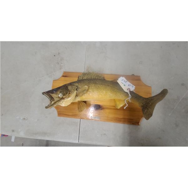 Taxidermy Walleye Mount on Wooden Plaque by Ken Hawkins 22”