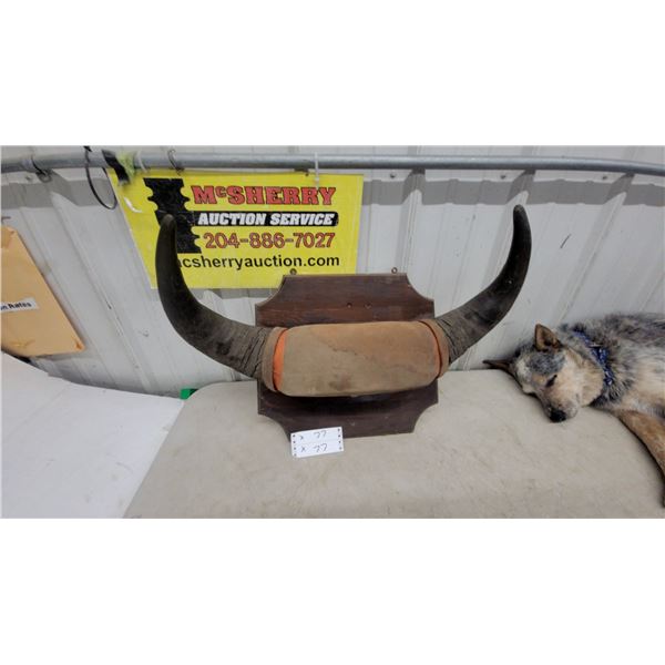 Mounted Pair of Curved Animal Horns on Wooden Plaque believe buffalo 24” spread