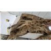 Image 4 : Vintage Full-Length wolf Fur Coat with Brown Satin Lining and Button Loop Closures