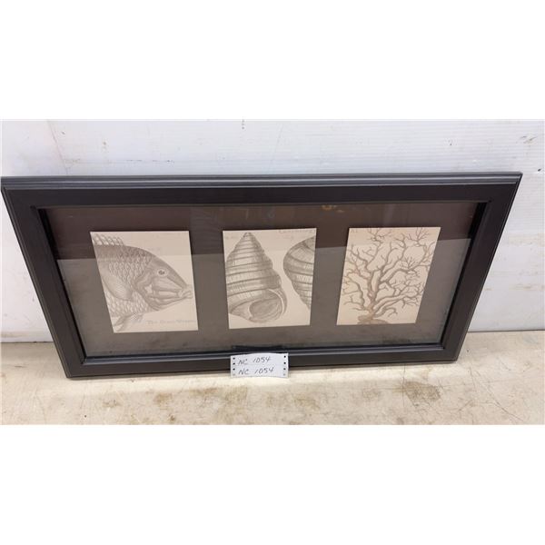 Framed Triptych Wall Art with Natural History Prints of Green Wrasse, Shells, and Coral, 15 × 30”