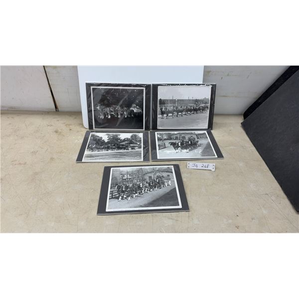 Five Vintage Brewery Horse Show Photos, O'Keefe Brewery Toronto 1963 and Anheuser-Busch Budweiser