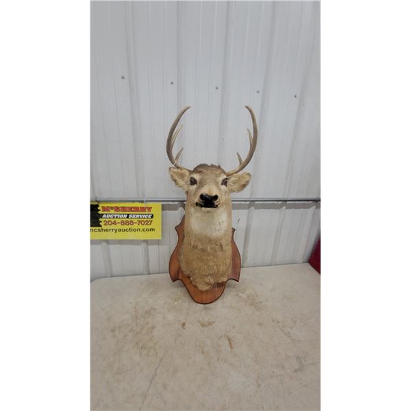 Deer Taxidermy Mount on Wood Plaque