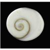 Image 1 : 7.87ct Rare Gomti Chakra Shell (GEM-20785)