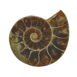 22.43ct Opalized Prehistoric Ammonite Jewelry Cut Half (GEM-22408)